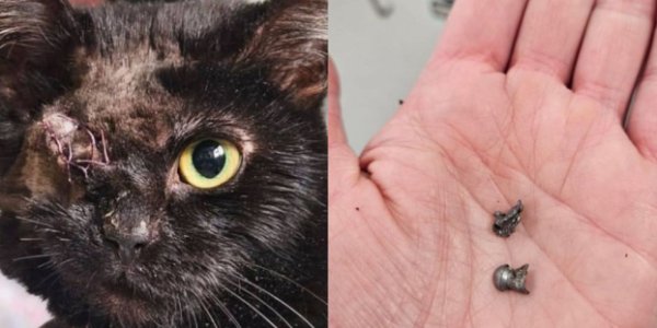 Foto: Na twee kogels en een zware operatie is er nu eindelijk een thuis voor poes Bambi